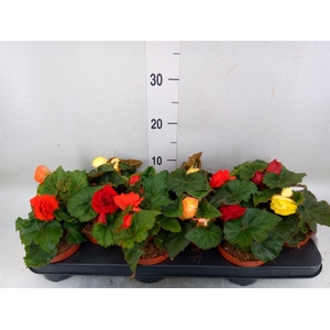 Begonia tuber.   ...