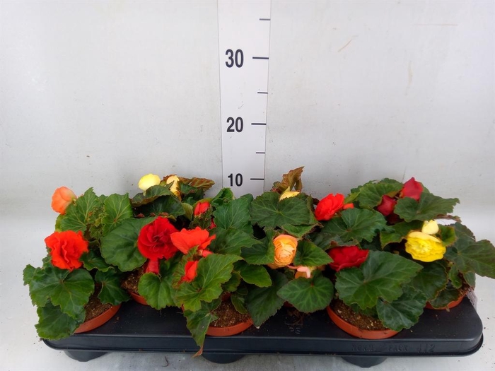 <h4>Begonia tuber. ...</h4>