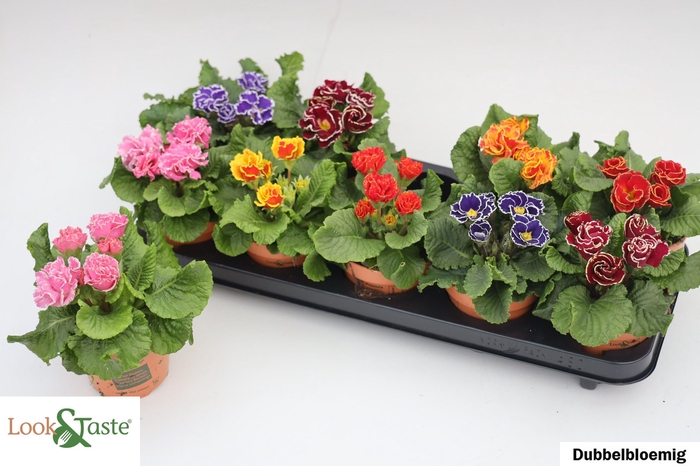 arr8 Prim Ac Bellisi Gem