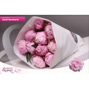 Paeonia Sarah Bernhardt | Heavy Quality