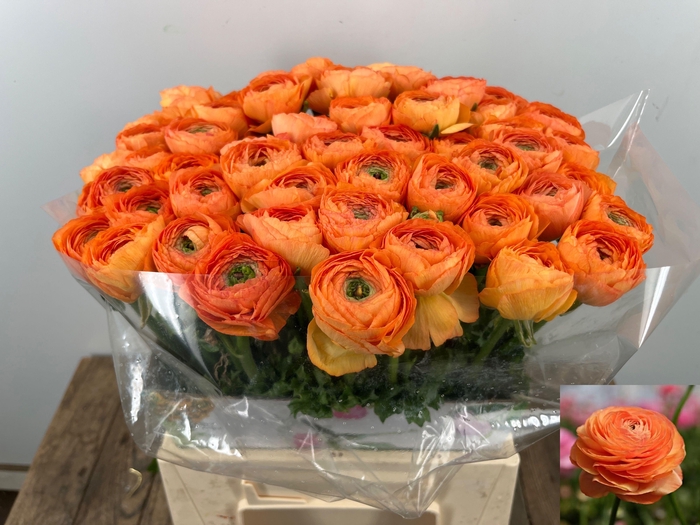 <h4>RAN SU MAMBO</h4>