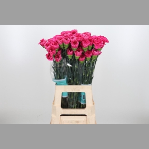 Di St Pink Select