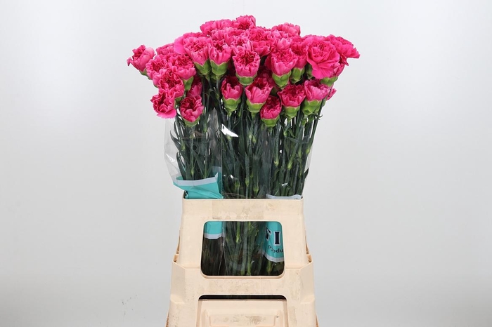 <h4>Di St Mozart</h4>