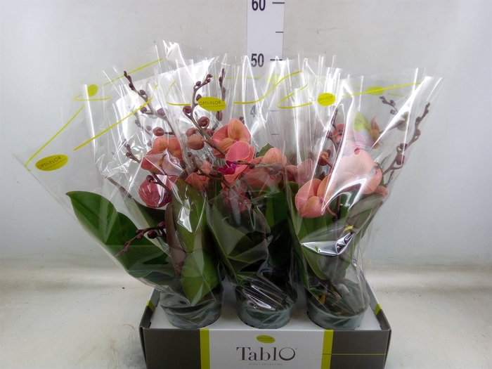 <h4>Phalaenopsis   ...orange</h4>