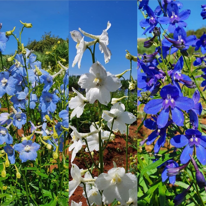 Delphinium Mix (per bunch)