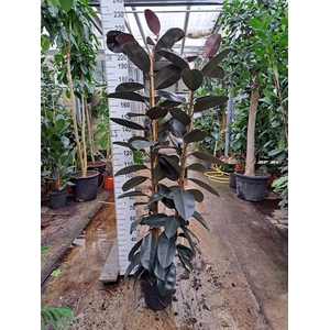 Ficus elastica 'Abidjan'