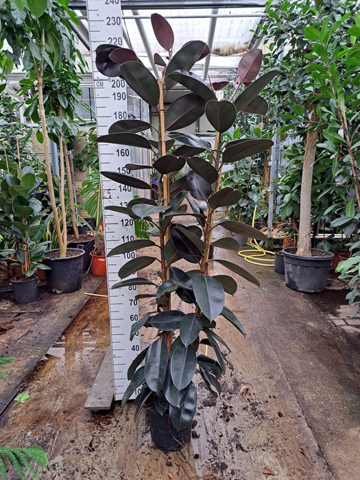 <h4>Ficus elastica 'Abidjan'</h4>