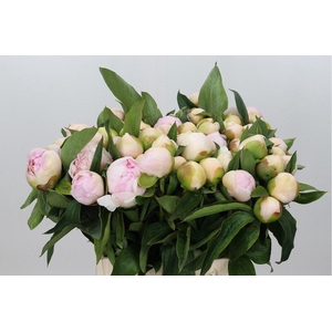 Paeonia Chiffon Parfait