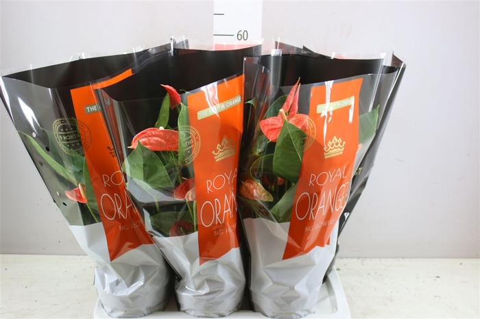 <h4>Anth An Madural Orange</h4>