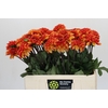 Dahlia American Sunset