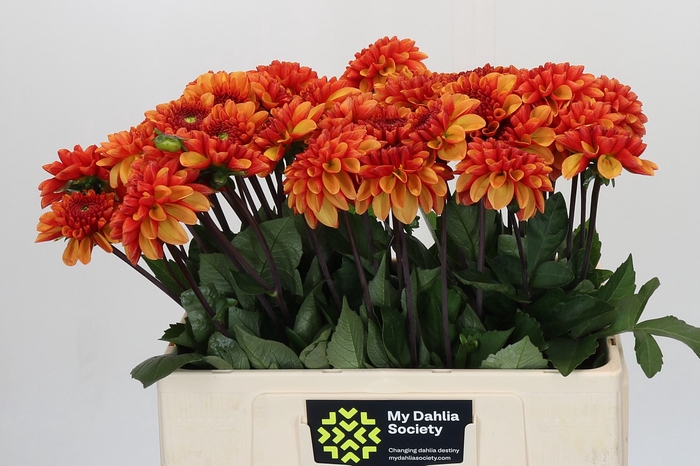 Dahlia American Sunset