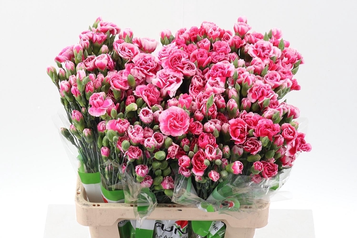 <h4>Di Tr Rufina sel x20</h4>