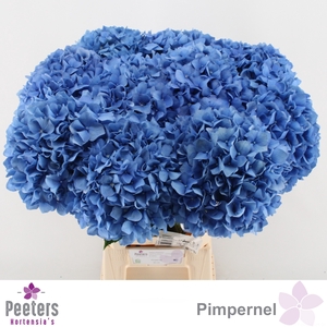 HYDR M CH PIMPERNEL