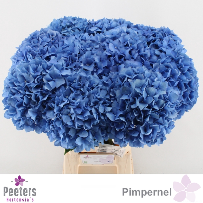 <h4>HYDR M CH PIMPERNEL</h4>