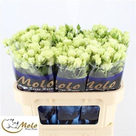 <h4>R Tr Green Glow</h4>