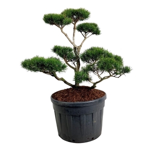 Pinus contorta