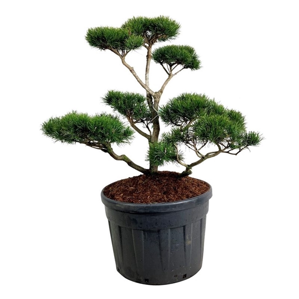 <h4>Pinus contorta</h4>