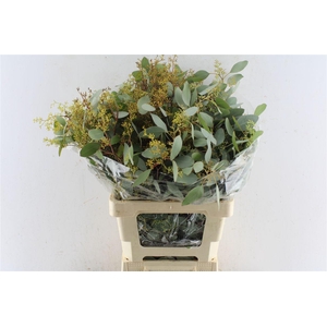 Euca Populus Berry 200 Gram