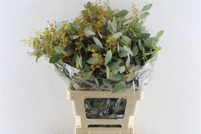 <h4>Euca Populus Berry 200 Gram</h4>