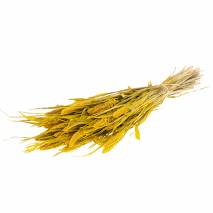 Setarea Italica Yellow