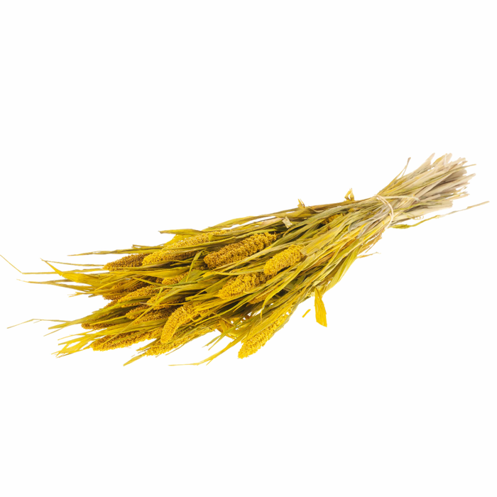 <h4>Setarea Italica Yellow</h4>