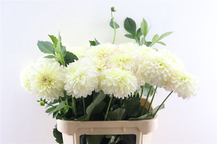 Dahlia White 80cm Xxl