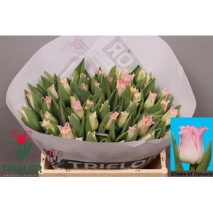 Tulipa co crown of dynasty