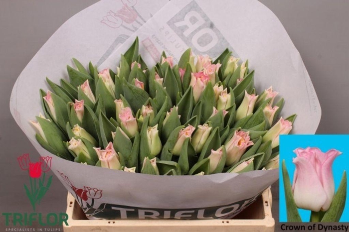 <h4>Tulipa co crown of dynasty</h4>