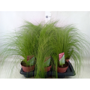 Stipa tenuifolia