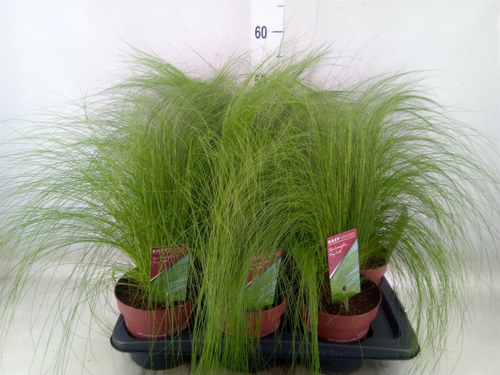 <h4>Stipa tenuifolia</h4>