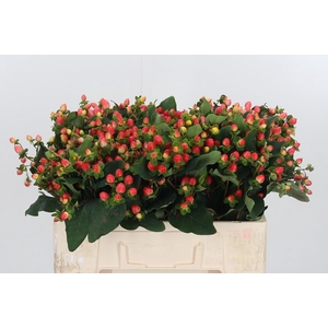 Hypericum Pink
