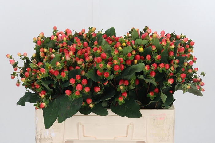 <h4>Hypericum Pink</h4>