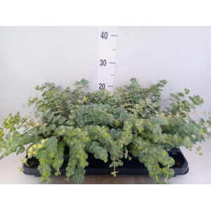 Sedum sieboldii 'Mediovariegatum'