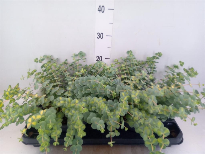 <h4>Sedum sieboldii 'Mediovariegatum'</h4>