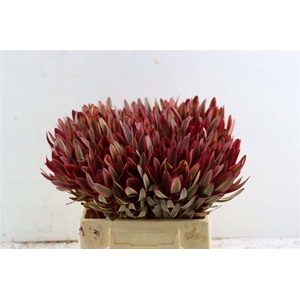 Leucad Safari Yester 40cm