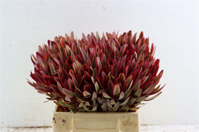 <h4>Leucad Safari Yester 40cm</h4>