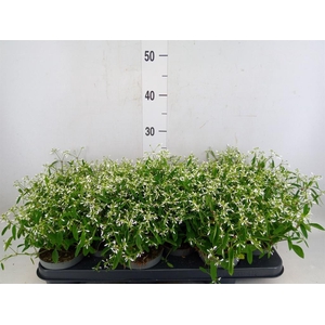 Euphorbia  'Loreen Compact White'