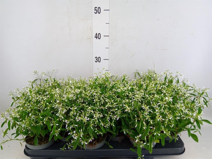 <h4>Euphorbia  'Loreen Compact White'</h4>