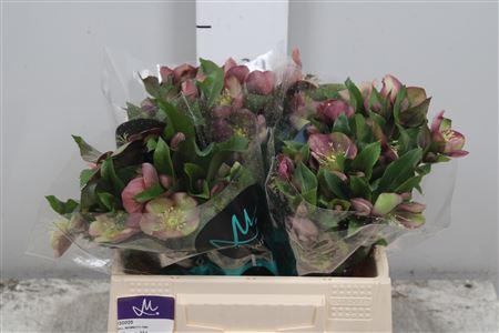 <h4>Hell Mammoth Pink</h4>