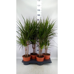 Dracaena marg.