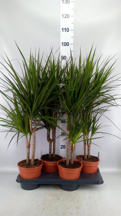 <h4>Dracaena marg.</h4>