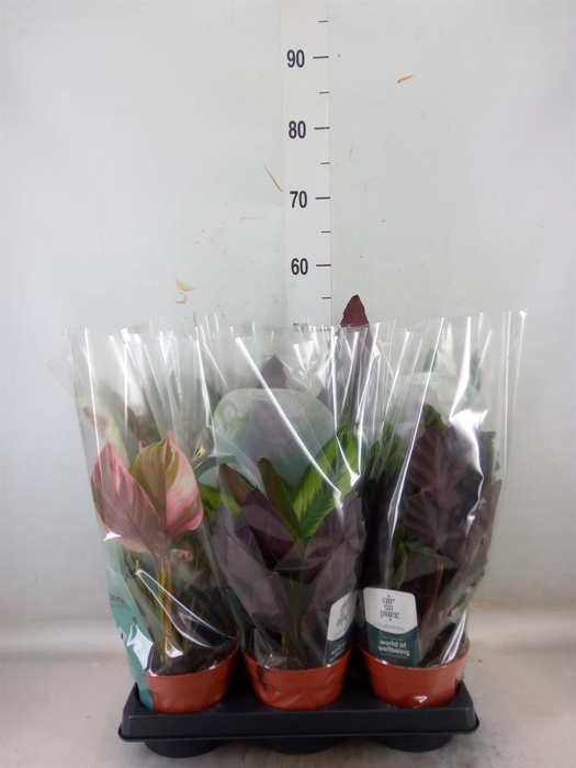 <h4>Calathea   ...mix</h4>