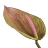 Anthurium Green Pink