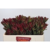 Leucadendron Blush Spray