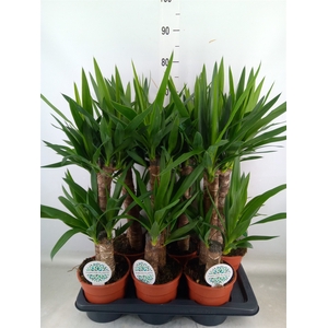 Yucca   ...