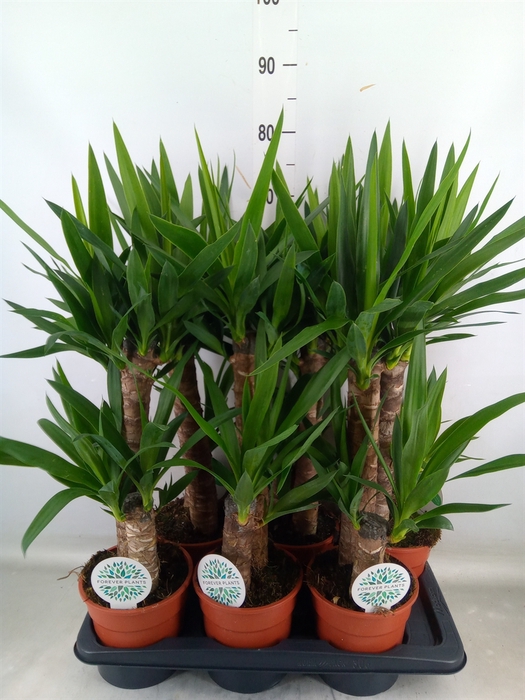 <h4>Yucca   ...</h4>