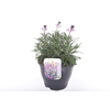 Erysimum linifolium Bowles Mauve