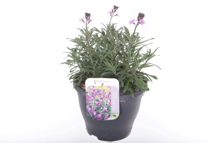 Erysimum linifolium Bowles Mauve