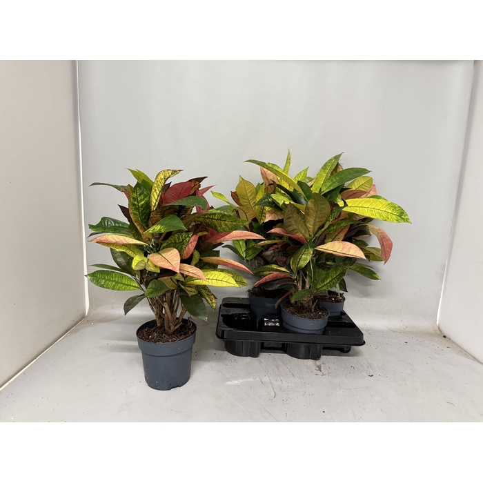 <h4>Codiaeum variegatum Mrs Iceton 14Ø 50cm 1pp</h4>