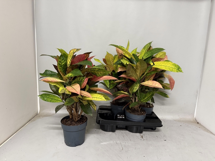 Codiaeum variegatum Mrs Iceton 14Ø 50cm 1pp